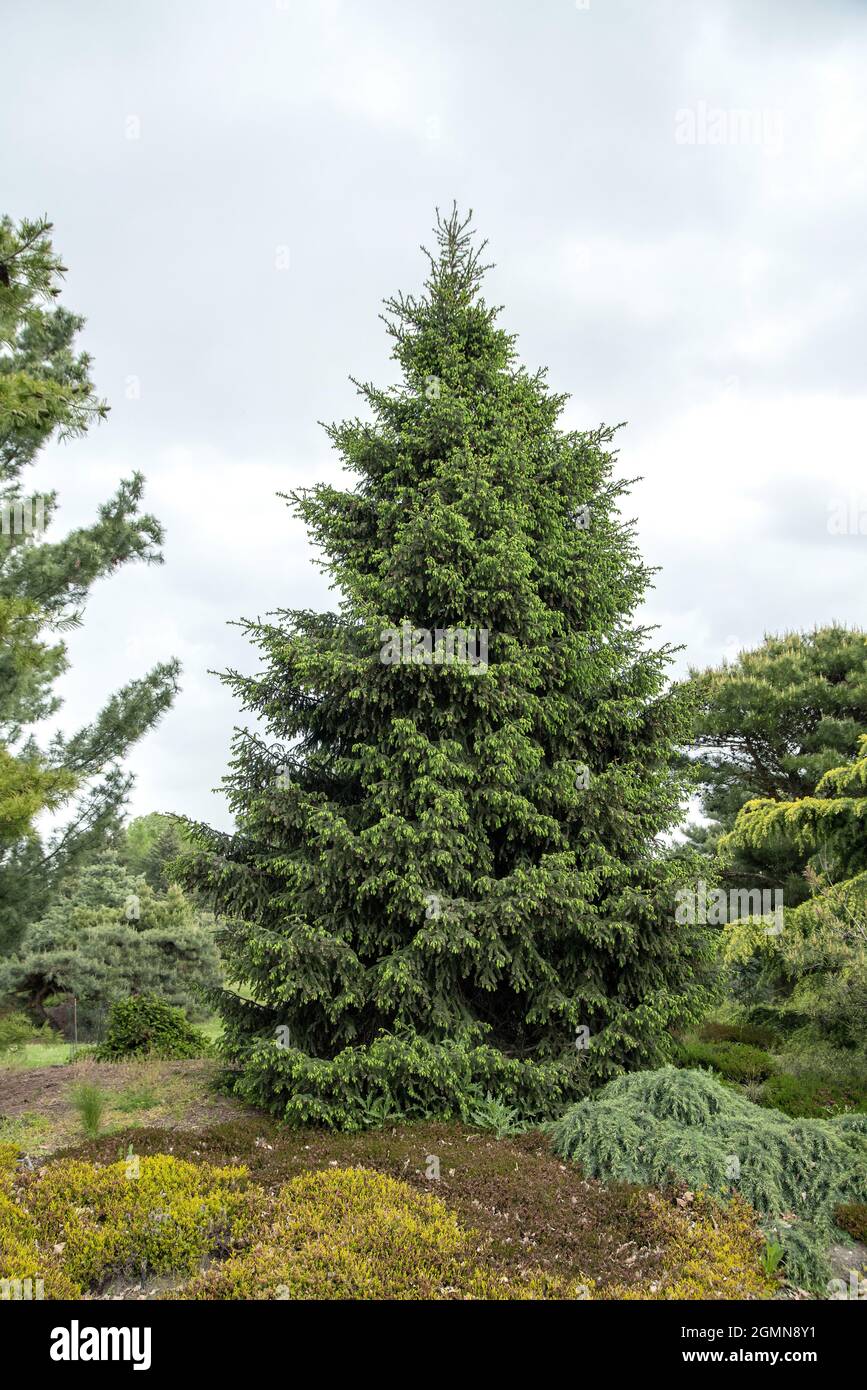 Oriental spruce, Caucasian spruce (Picea orientalis), habit Stock Photo