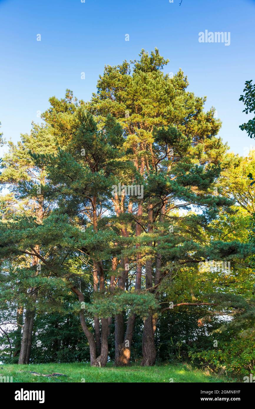 Scotch pine, Scots pine (Pinus sylvestris), group at the nature park Feldberger Seenlandschaft, Germany, Mecklenburg- Stock Photo