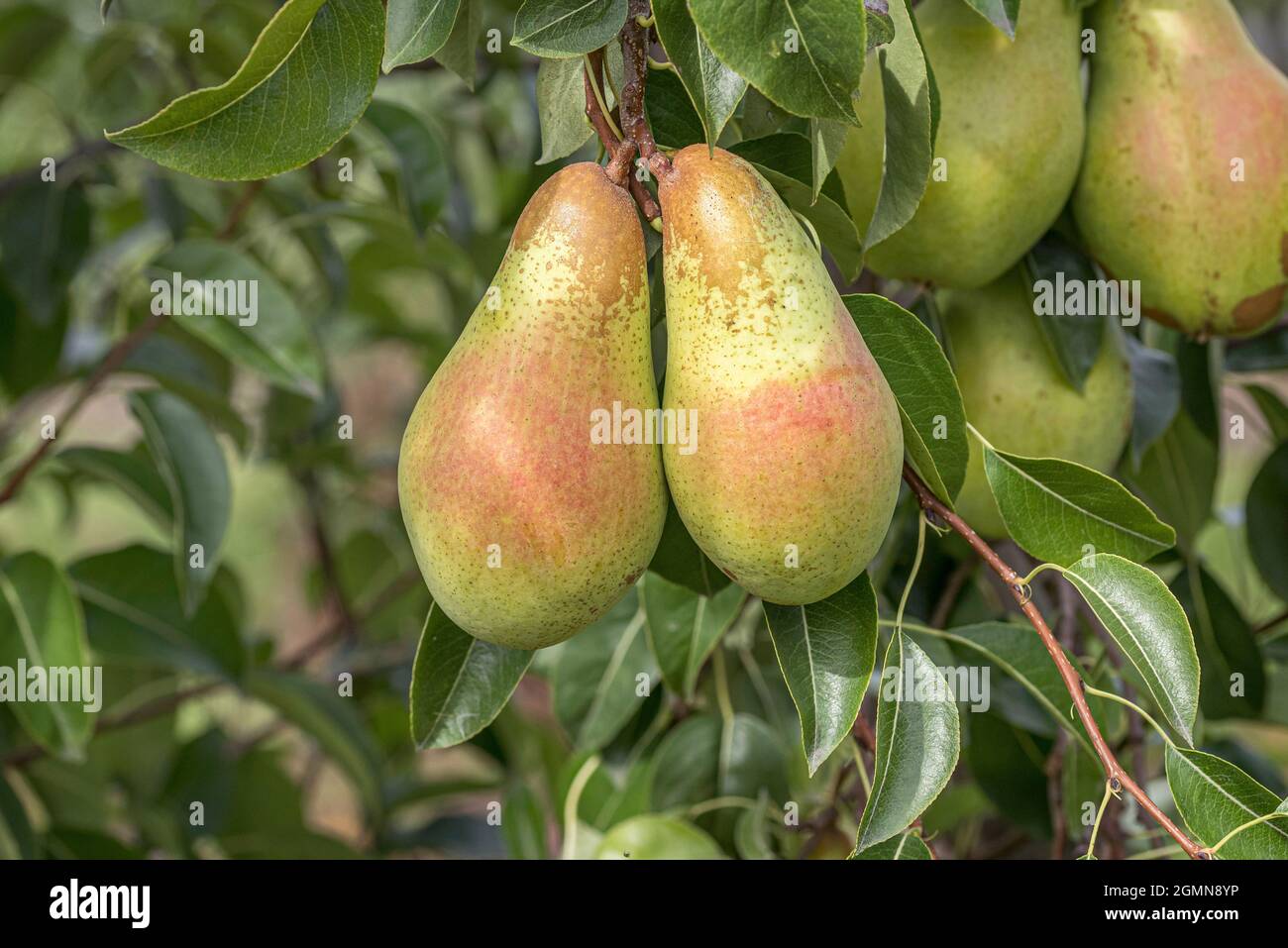 Common pear (Pyrus communis 'Armida', Pyrus communis Armida), pear on a tree, cultivar Armida Stock Photo