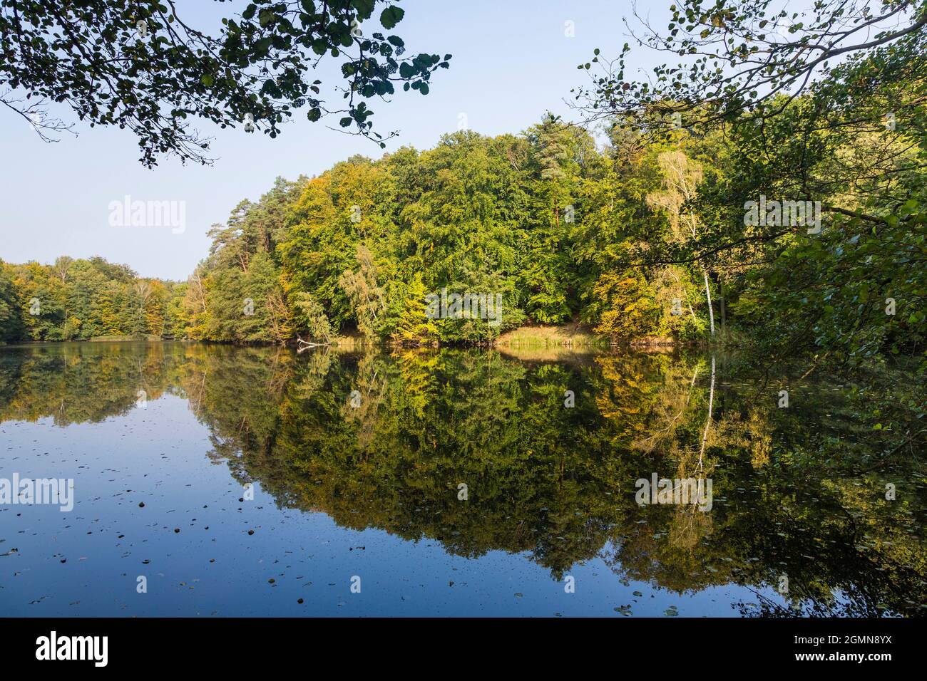 lake with forested shore, which is reflected on the water, Karpfenteich