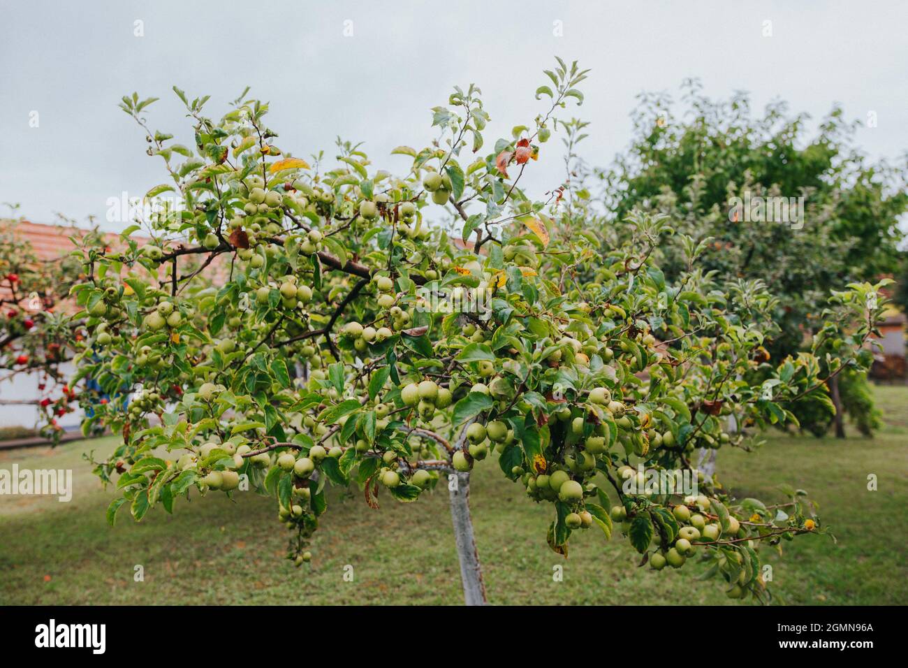 Green apple tree in the garden Stock Photo - Alamy