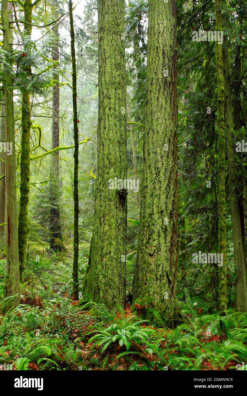 a exterior picture of an Pacific Northwest forest with Douglas fir ...