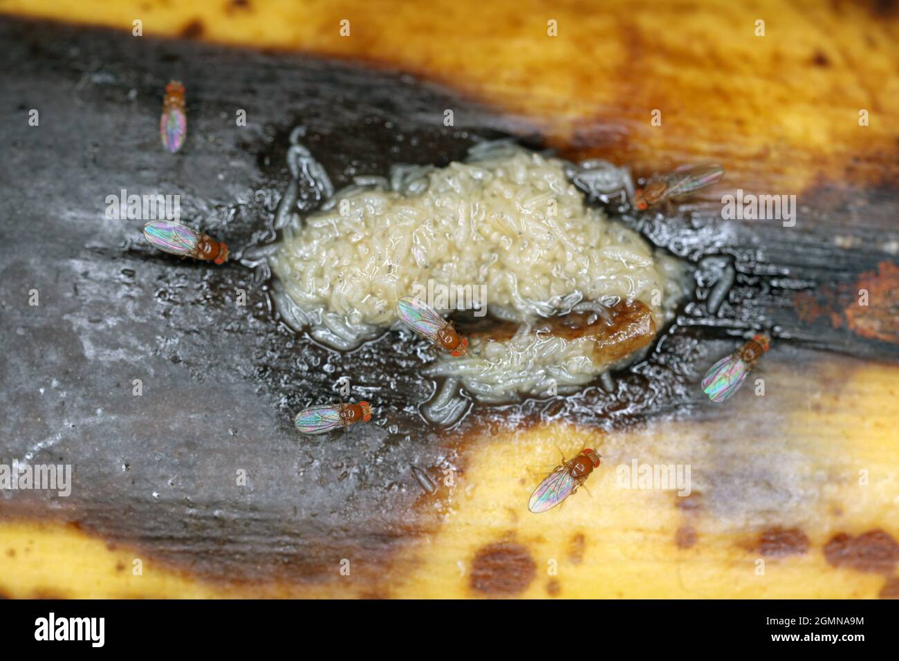 A lot of larvae - maggots and dead adult of Common fruit fly or vinegar fly - Drosophila melanogaster. It is a species of fly in family Drosophilid Stock Photo