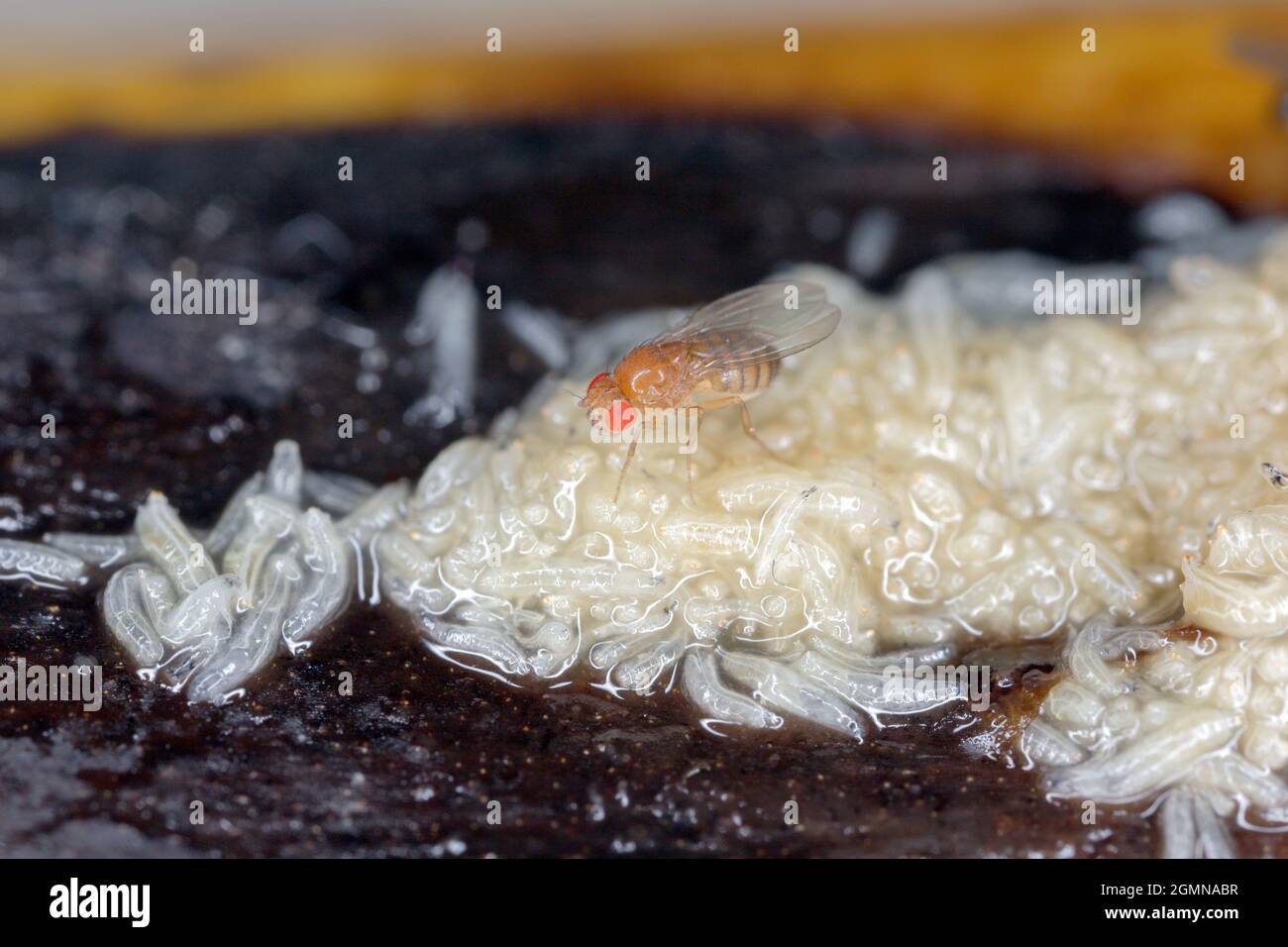 A lot of larvae maggots and dead adult of Common fruit fly or vinegar