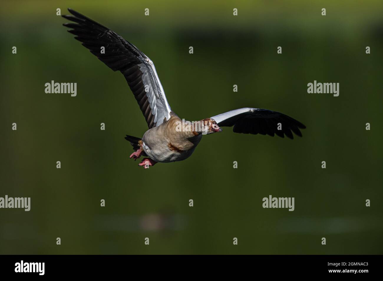 An Egyptian goose (Alopochen aegyptiaca) flying over a lake at Sevenoaks Wildlife Reserve Stock Photo