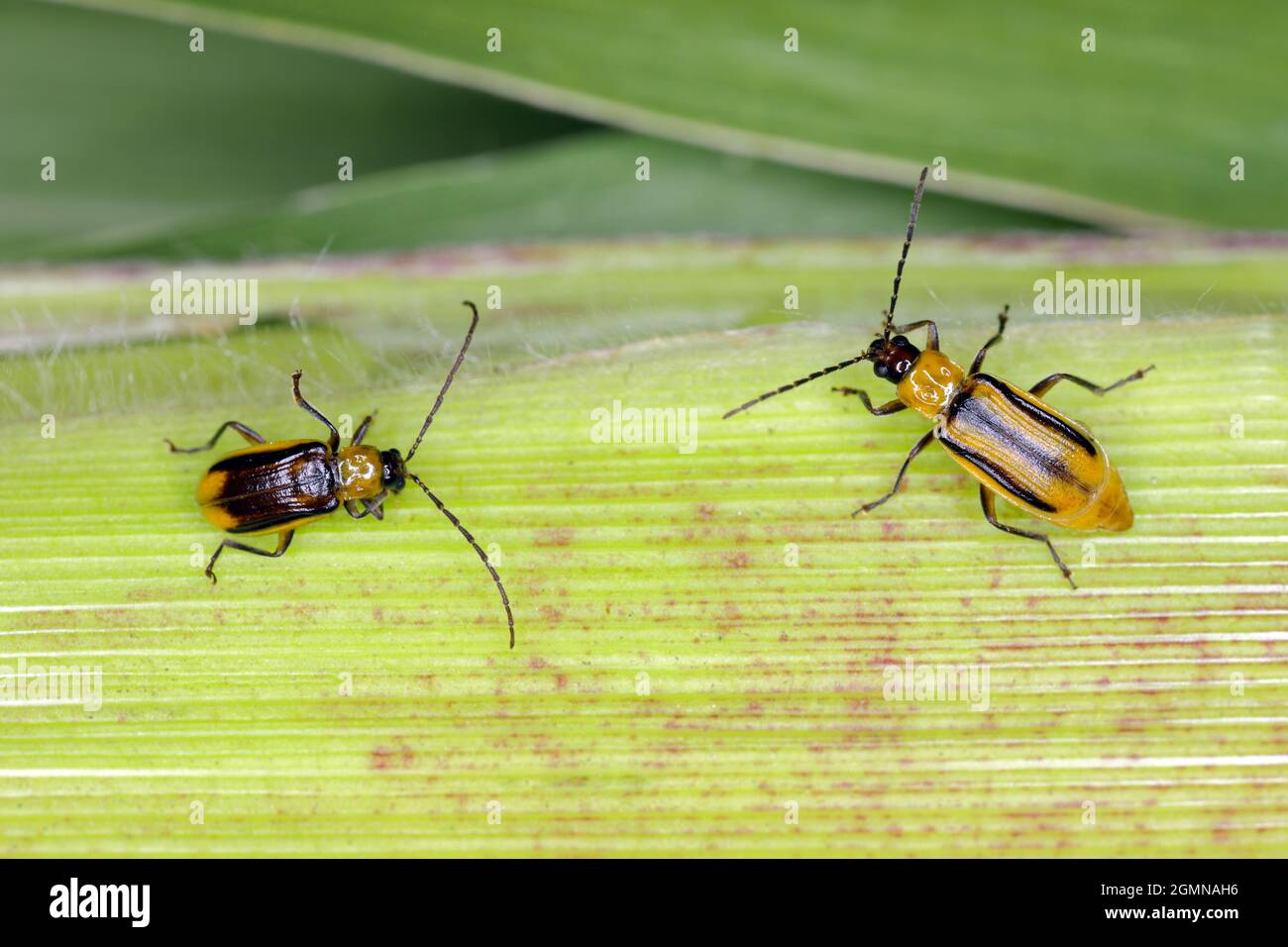 The Western corn rootworm Diabrotica virgifera virgifera is one of the