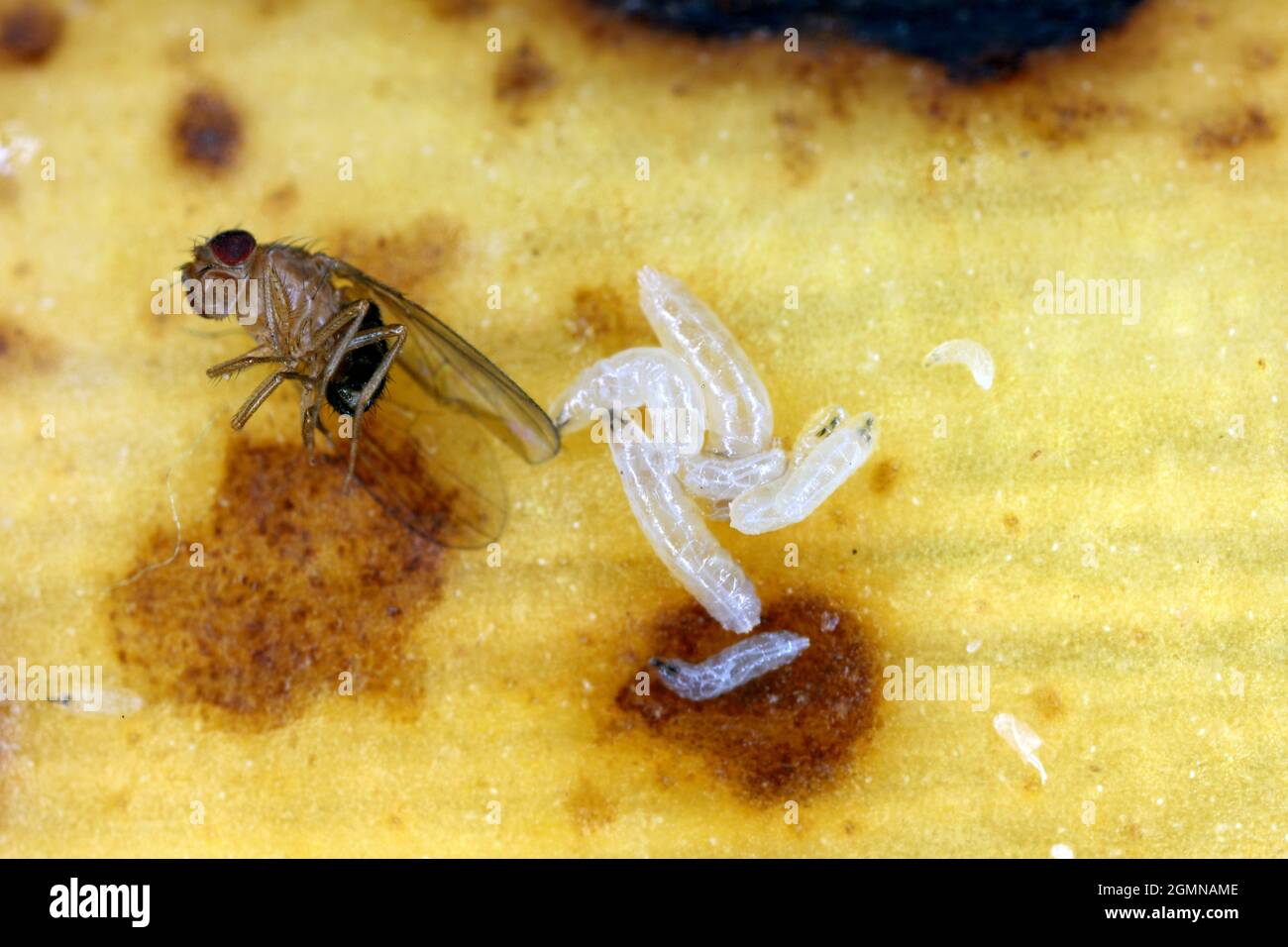 Common fruit fly or vinegar fly - Drosophila melanogaster and larvae - maggots. It is a species of fly in the family Drosophilidae. It is pest. Stock Photo