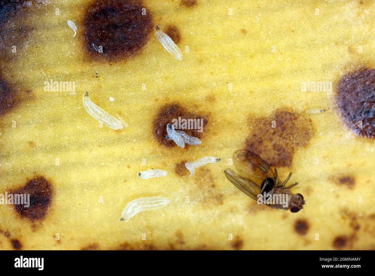 Common fruit fly or vinegar fly - Drosophila melanogaster and larvae - maggots. It is a species of fly in the family Drosophilidae. It is pest. Stock Photo