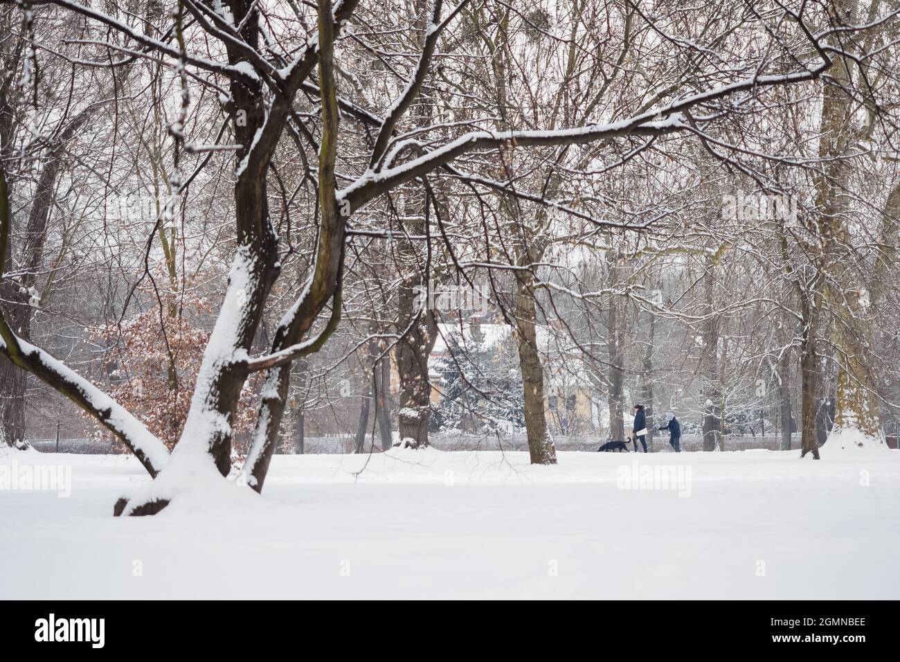 city park in a winter season, park alley and trees covered with a fresh ...