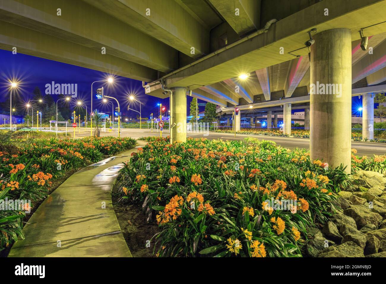 Beds of clivia plants with colorful flowers beautifying the area