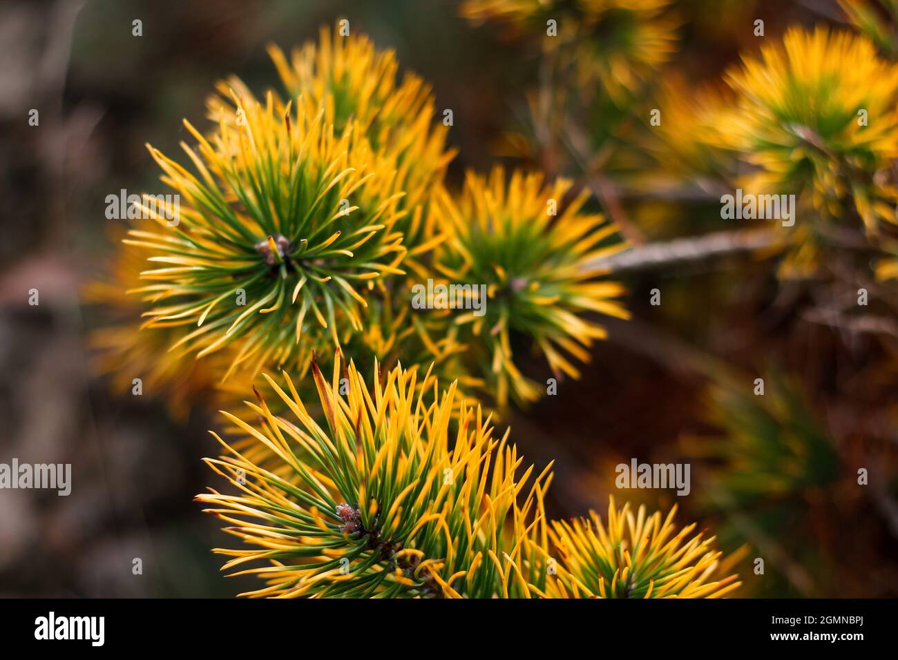 Defocus siberian dwarf pine, Pinus pumila, yellow dry or ill. Wild plants of Siberia. Beautiful natural background. Close-up. Out of focus. Stock Photo