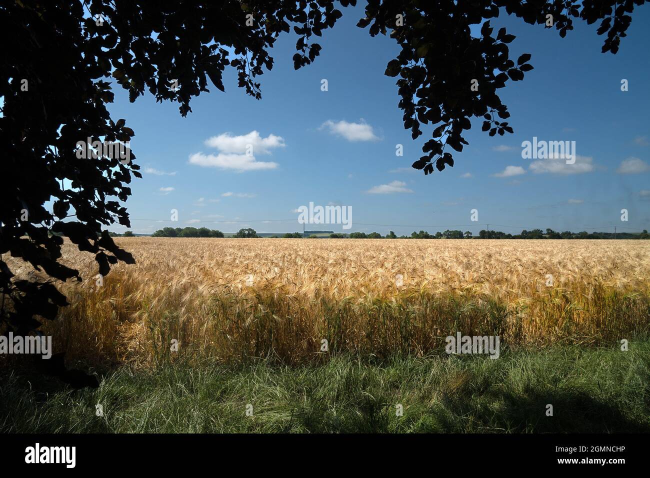 Field of golden barley at East Hagbourne, Oxfordshire Stock Photo