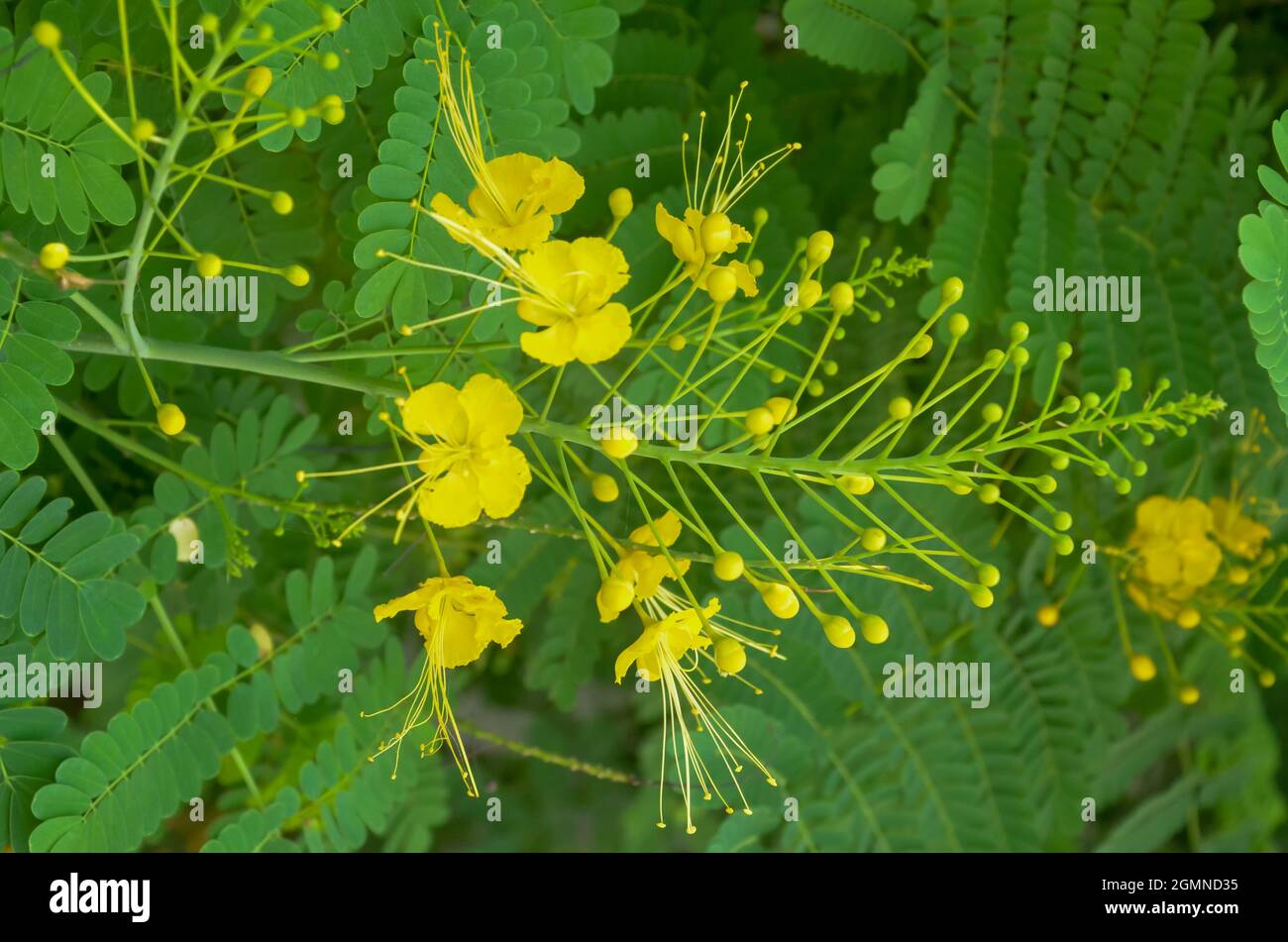 YELLOW PEACOCK FLOWER WITH GREEN LEAVES. Stock Photo