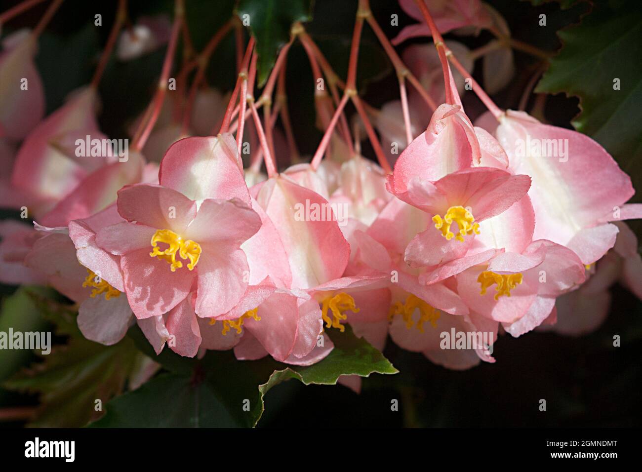 Begonia 'Irene Nuss' Stock Photo