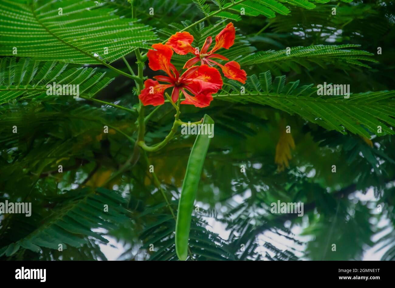 Selective focus on ROYAL POINCIANA tree and red flower and green long fruit with green leaves isolated with green blur background in morning sunshine Stock Photo