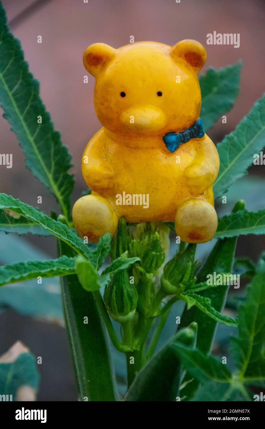 Selective focus on yellow teddy bear on ladyfinger plant isolated with green blur background in the park in the morning sunlight in INDIA. Stock Photo