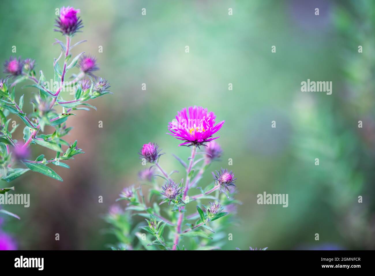 Purple and yellow aster flowers with a green background Stock Photo