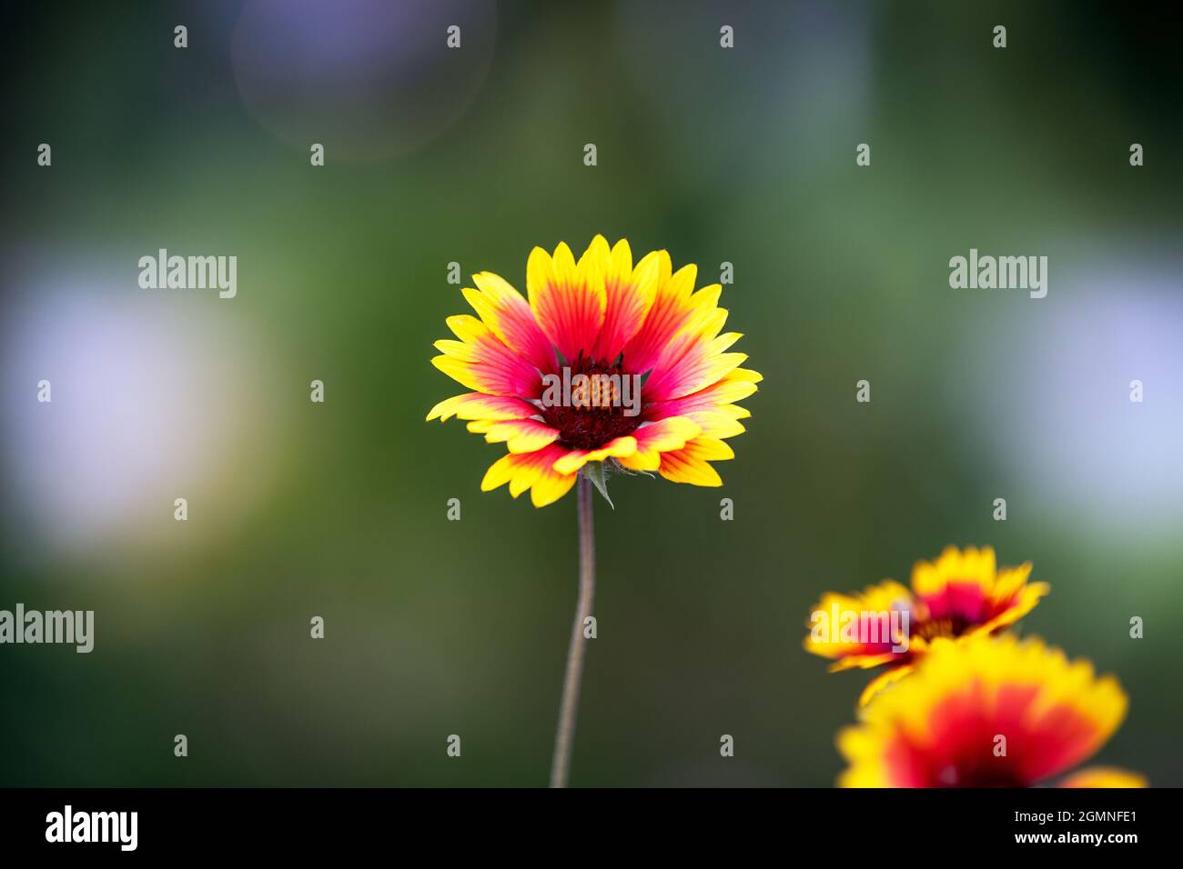 Yellow and pink flower with a green background (Indian blanket flower) Stock Photo