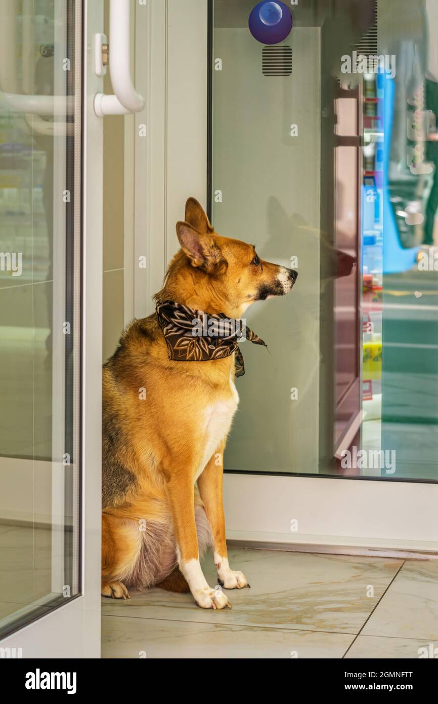 Cute dog in neckerchief is patiently waiting for its owner at door of ...