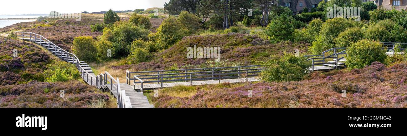 Wooden pathway through a heather landscape near Braderup on the island Sylt. Stock Photo