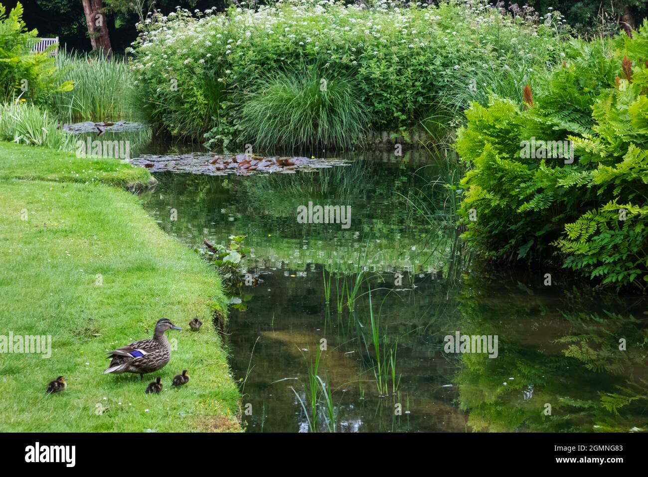 England, Hampshire, Test Valley, Stockbridge, Longstock, Leckford Estate, Longstock Park Water