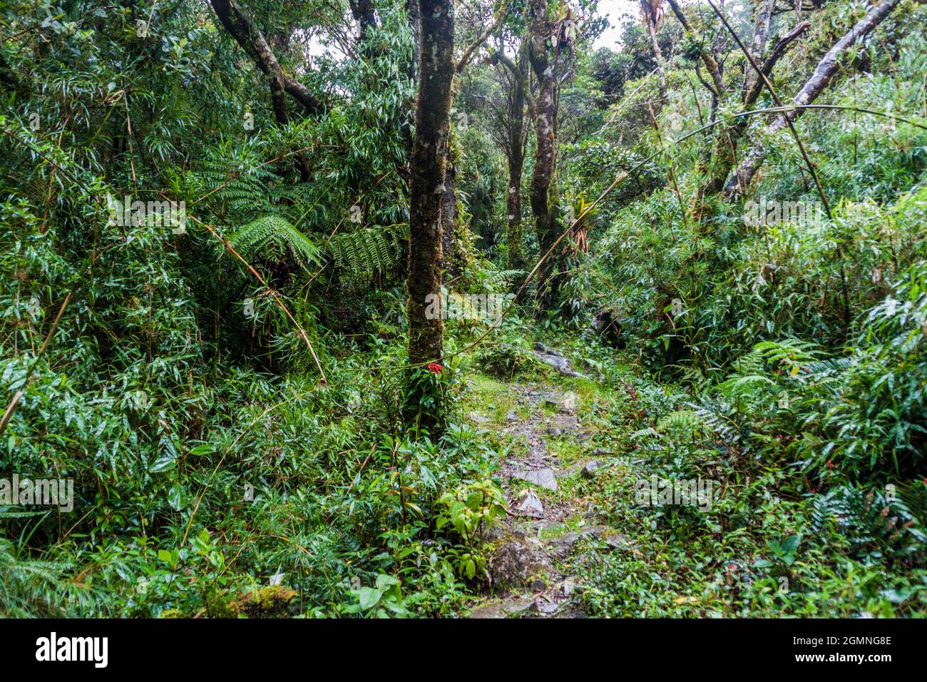 Trekking trail in National Park Podocarpus in southern Ecuador Stock Photo