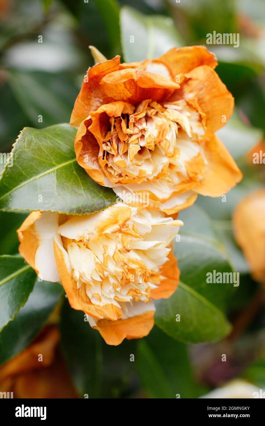 Frost damage shrub hires stock photography and images Alamy