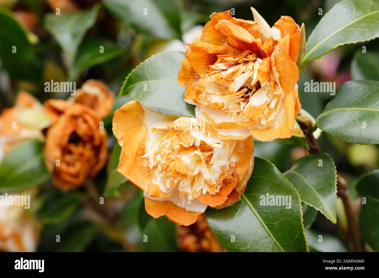 Frost sensitive camellia blooms damaged by freezing weather conditions in spring. UK Stock Photo