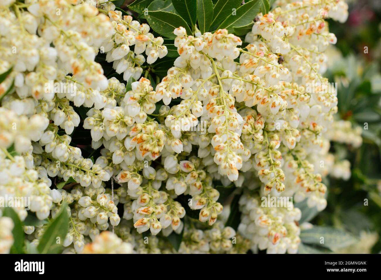Pieris japonica 'Debutante' dwarf shrub displaying creamy white flower panicles in spring. UK Stock Photo