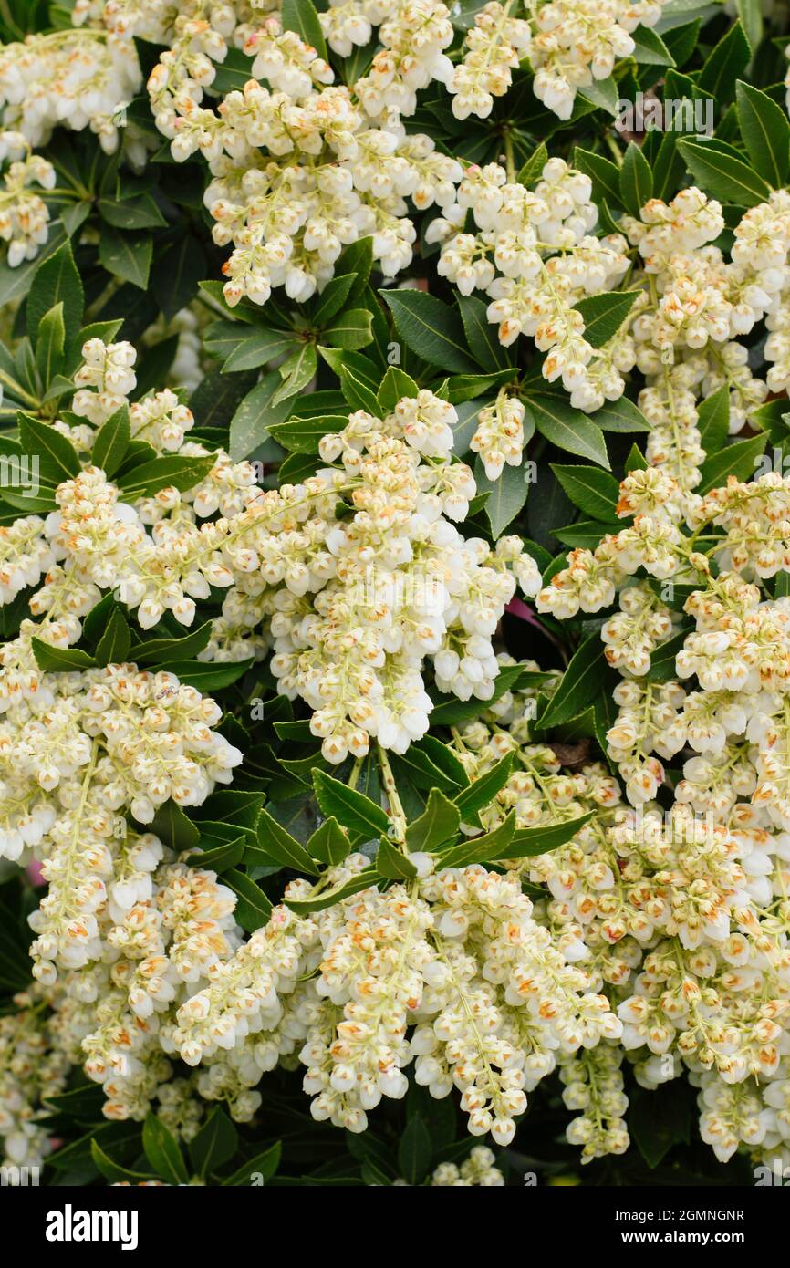 Pieris japonica 'Debutante' dwarf shrub displaying creamy white flower panicles in spring. UK Stock Photo