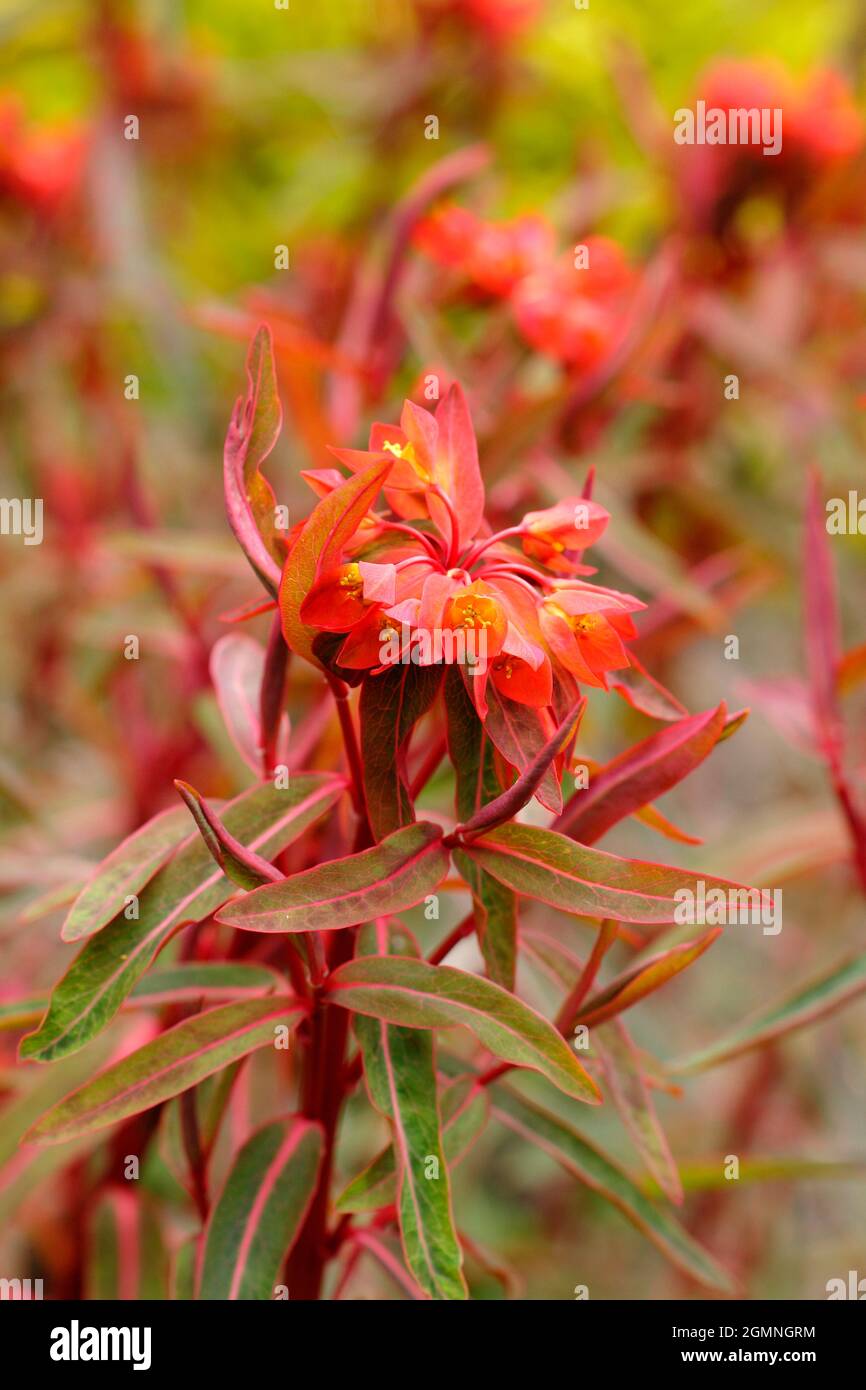 Euphorbia griffithii 'Dixter' displaying characteristic clusters of orange flowers in early summer. UK spurge 'Dixter' Stock Photo