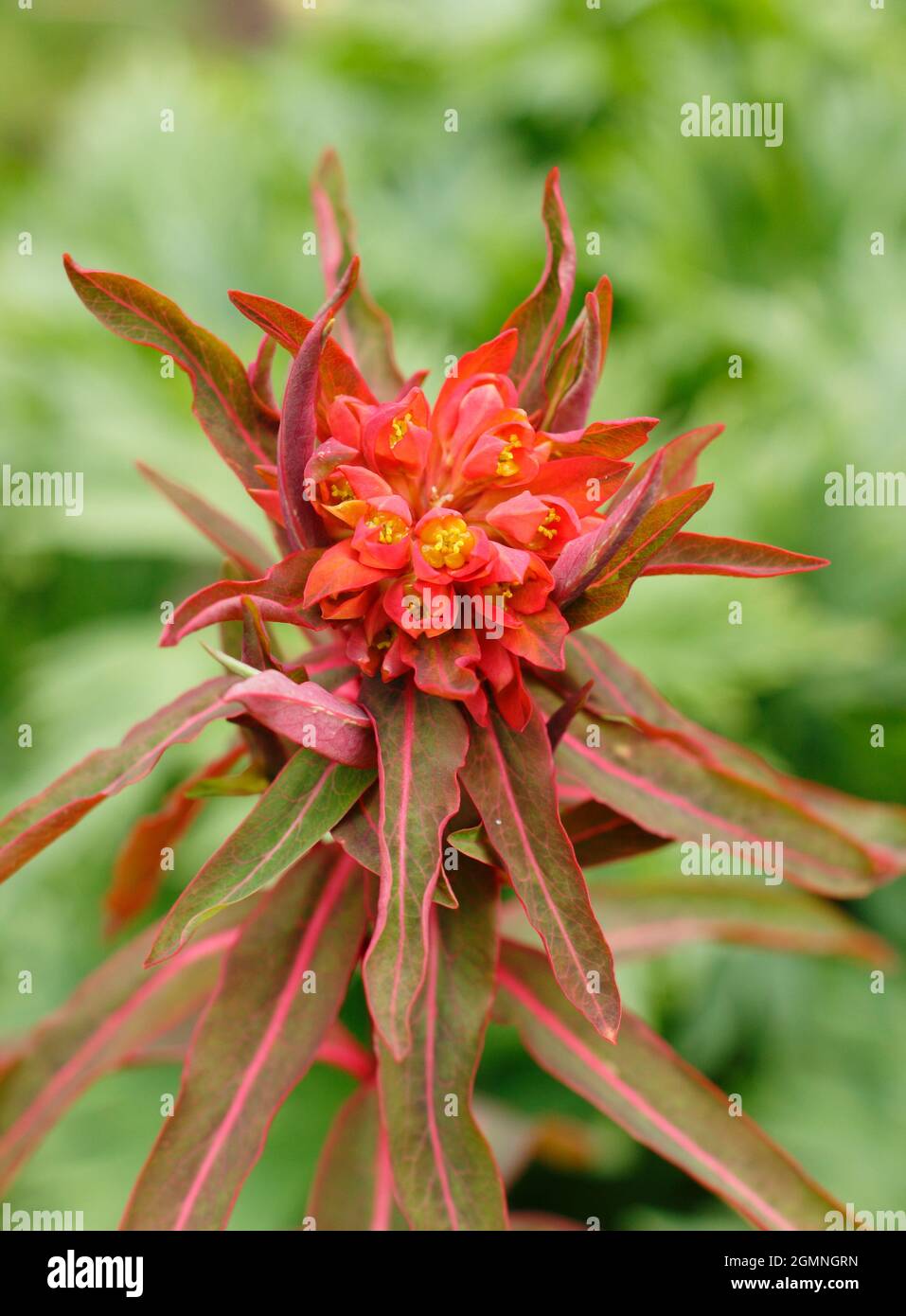 Euphorbia griffithii 'Dixter' displaying characteristic clusters of orange flowers in early summer. UK spurge 'Dixter' Stock Photo