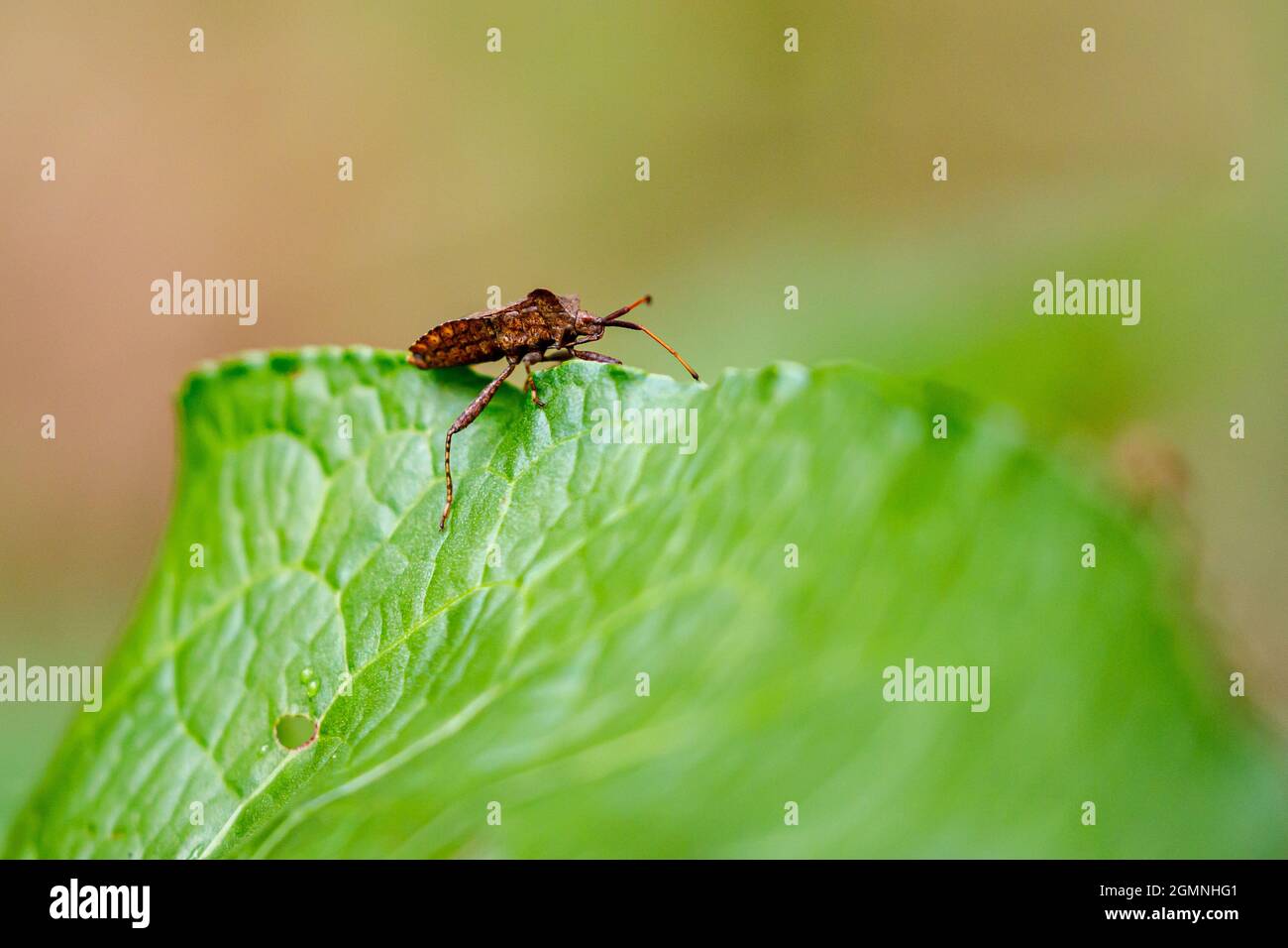 A bug and beetle on a leaf Stock Photo