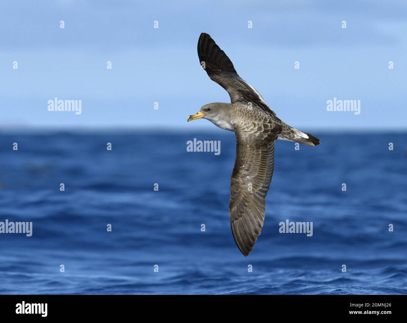 Cory's Shearwater - Calonectris diomedea Stock Photo - Alamy