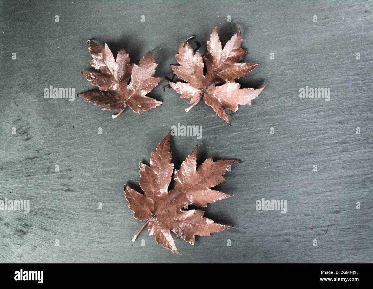 Dry fallen leaves of the tree on a dark background Stock Photo - Alamy