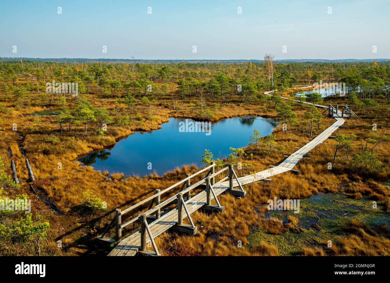 Autumn landscape of bogs in the Kemeri National Park Stock Photo