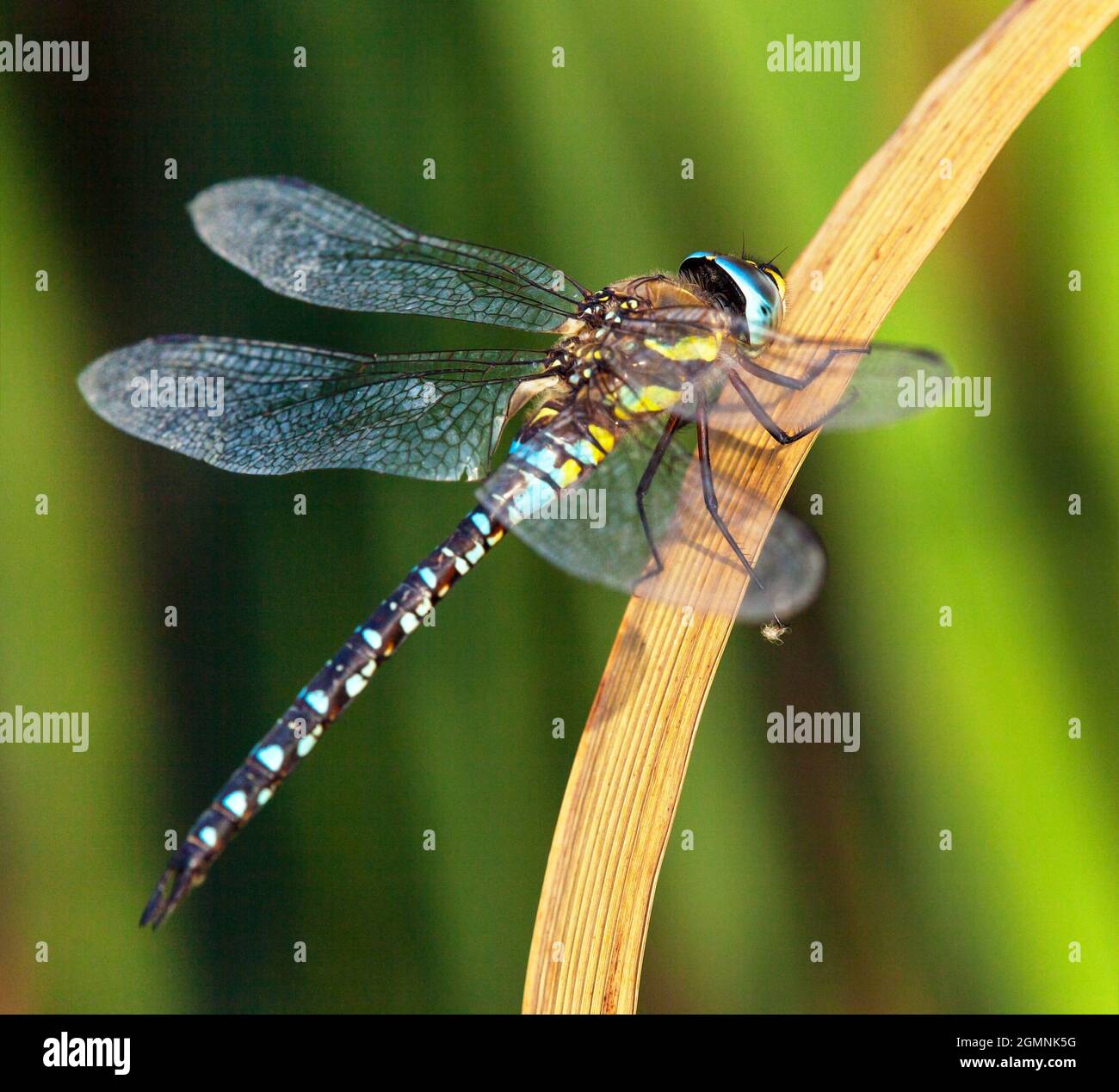 Beautiful dragonfly on green grass hi-res stock photography and images - Alamy