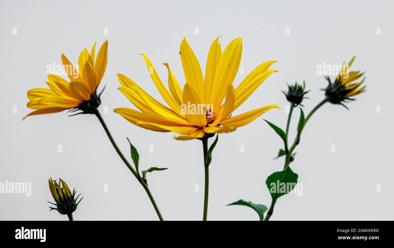 yellow flowers on white background Stock Photo Alamy