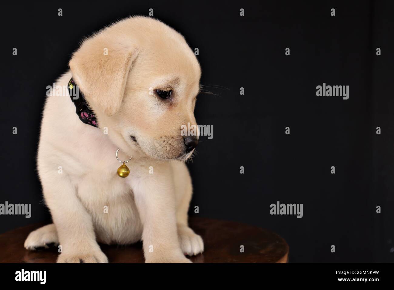 Cute Labrador puppy Looking down Isolated on black background Stock ...