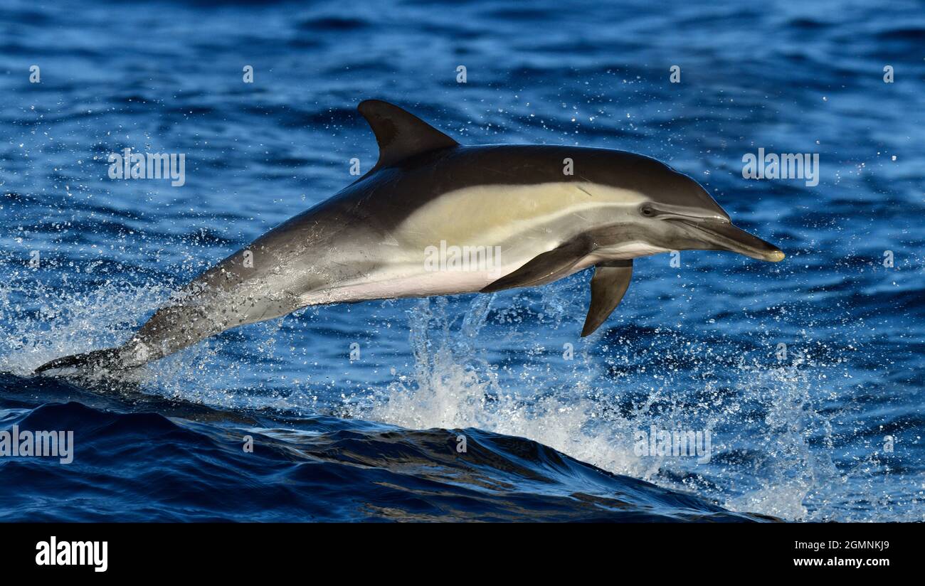 common-dolphin-delphinus-delphis-stock-photo-alamy