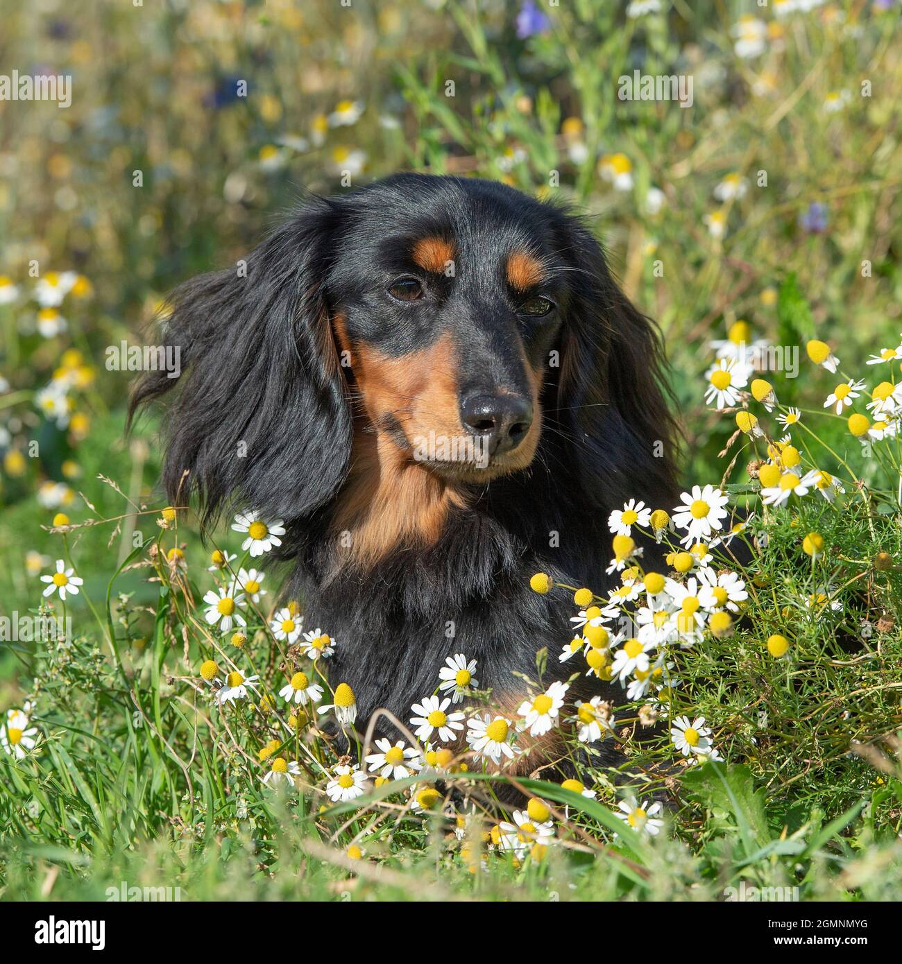 miniature Longhaired Dachshund in flower meadow Stock Photo