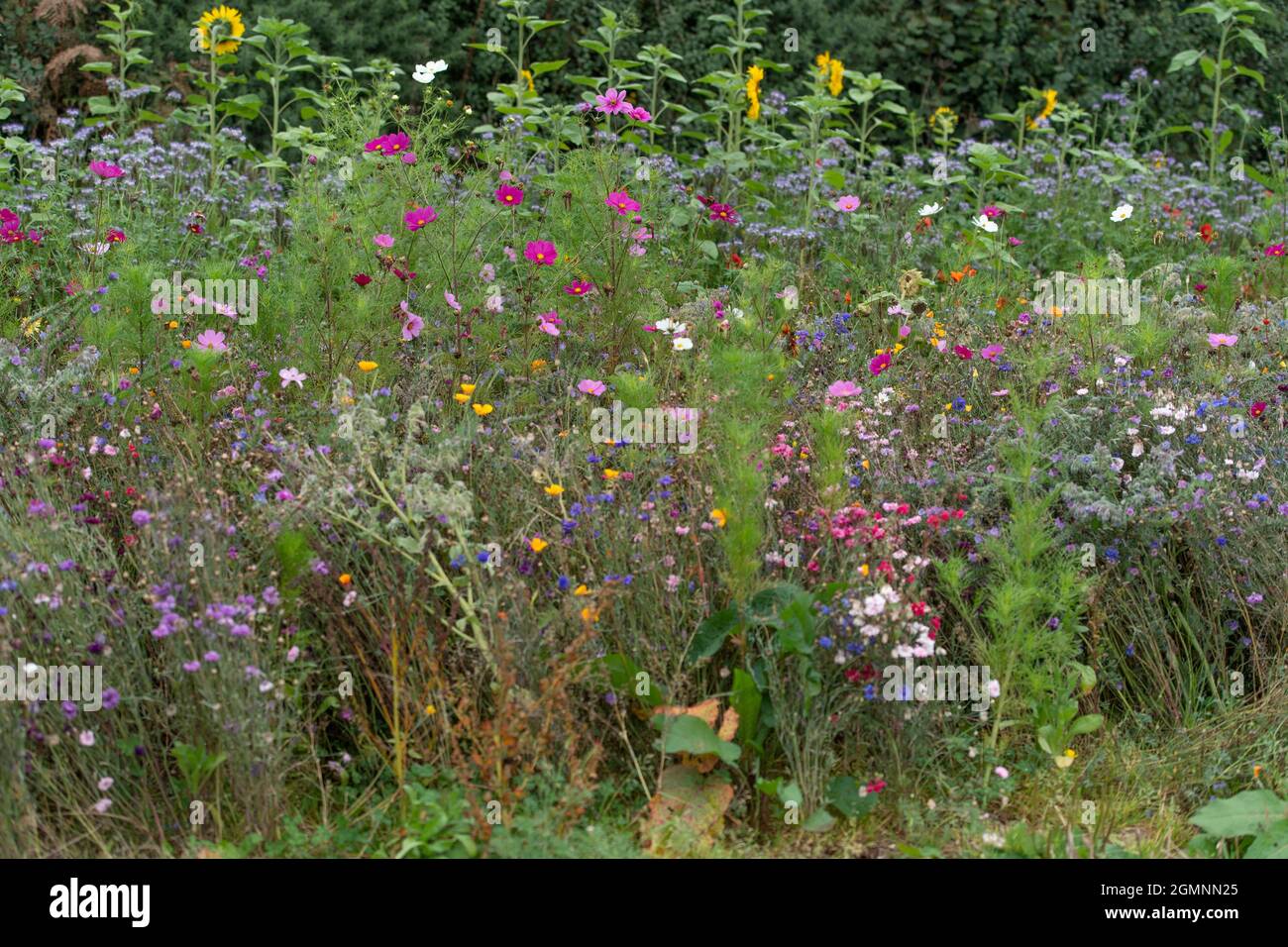 wild flower meadow Stock Photo