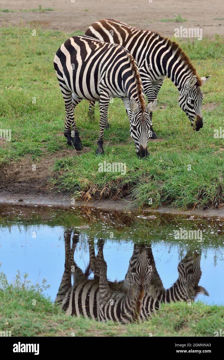 Steppenzebra, plains zebra, common zebra, Equus quagga, Spiegelung, reflection, Ndutu, Serengeti, Tansania, Tanzania Stock Photo