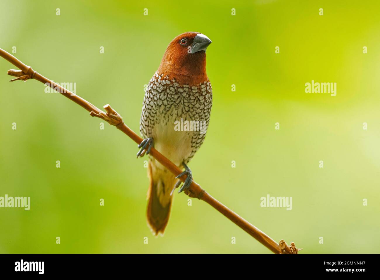 Scaly breasted munia, Lonchura punctulata,  Pune, Maharashtra, India Stock Photo