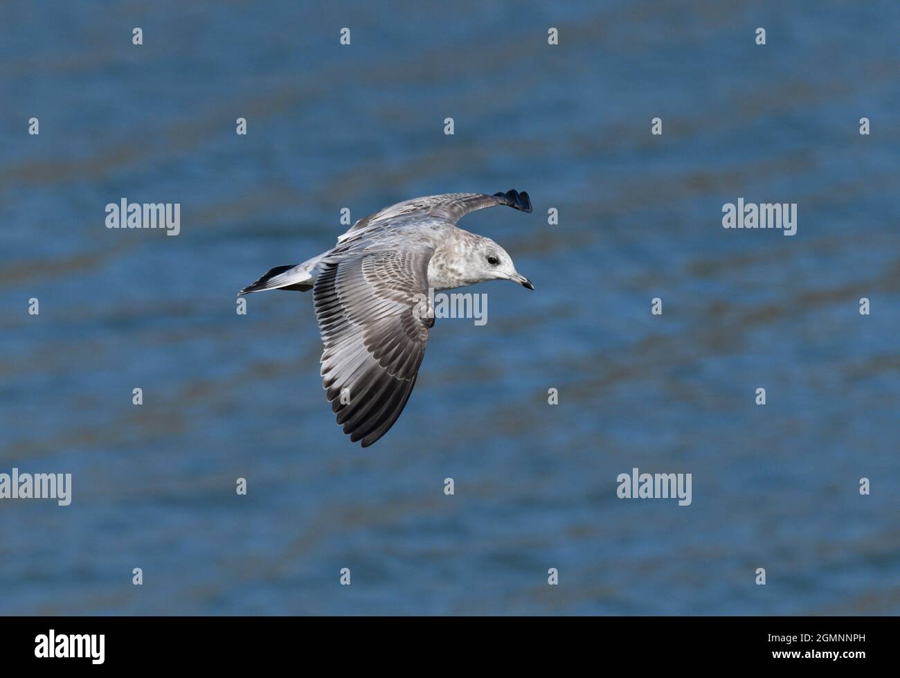 Common Gull - Larus canus Stock Photo