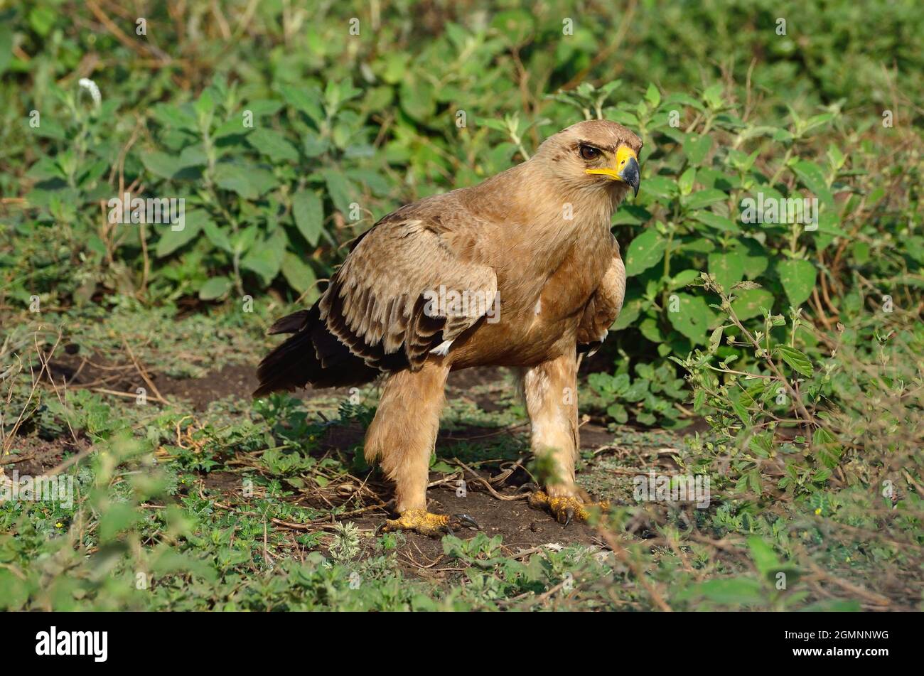 Schreiadler, lesser spotted eagle, Clanga pomarina, Ndutu, Tansania, Ostafrika, tanzania, east africa Stock Photo