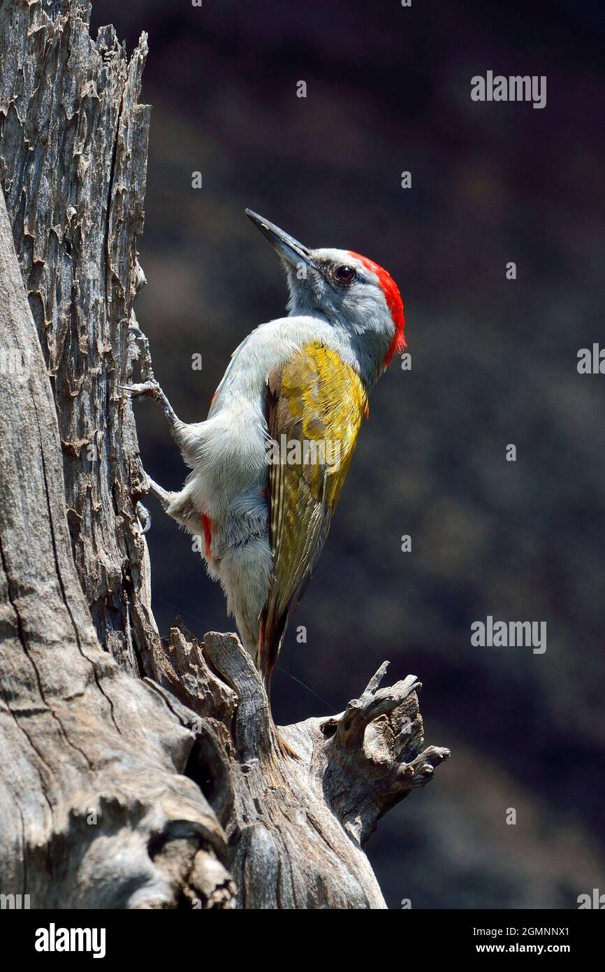 Afrikanischer Grauspecht, Graubrustspecht, African grey woodpecker, Dendropicos goertae, Seronera, Serengeti Nationalpark, Tansania, Ostafrika Stock Photo