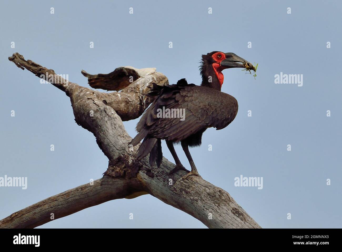 Kaffernhornrabe, Südlicher Hornrabe, mit erbeuteter Gottesanbeterin, southern ground hornbill, with praying mantis, Bucorvus leadbeateri, Seronera Stock Photo