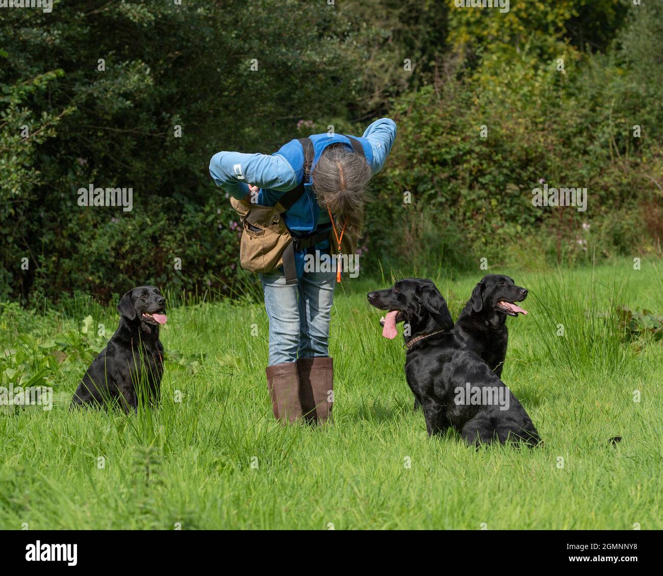 Dog trainer and three labradors Stock Photo