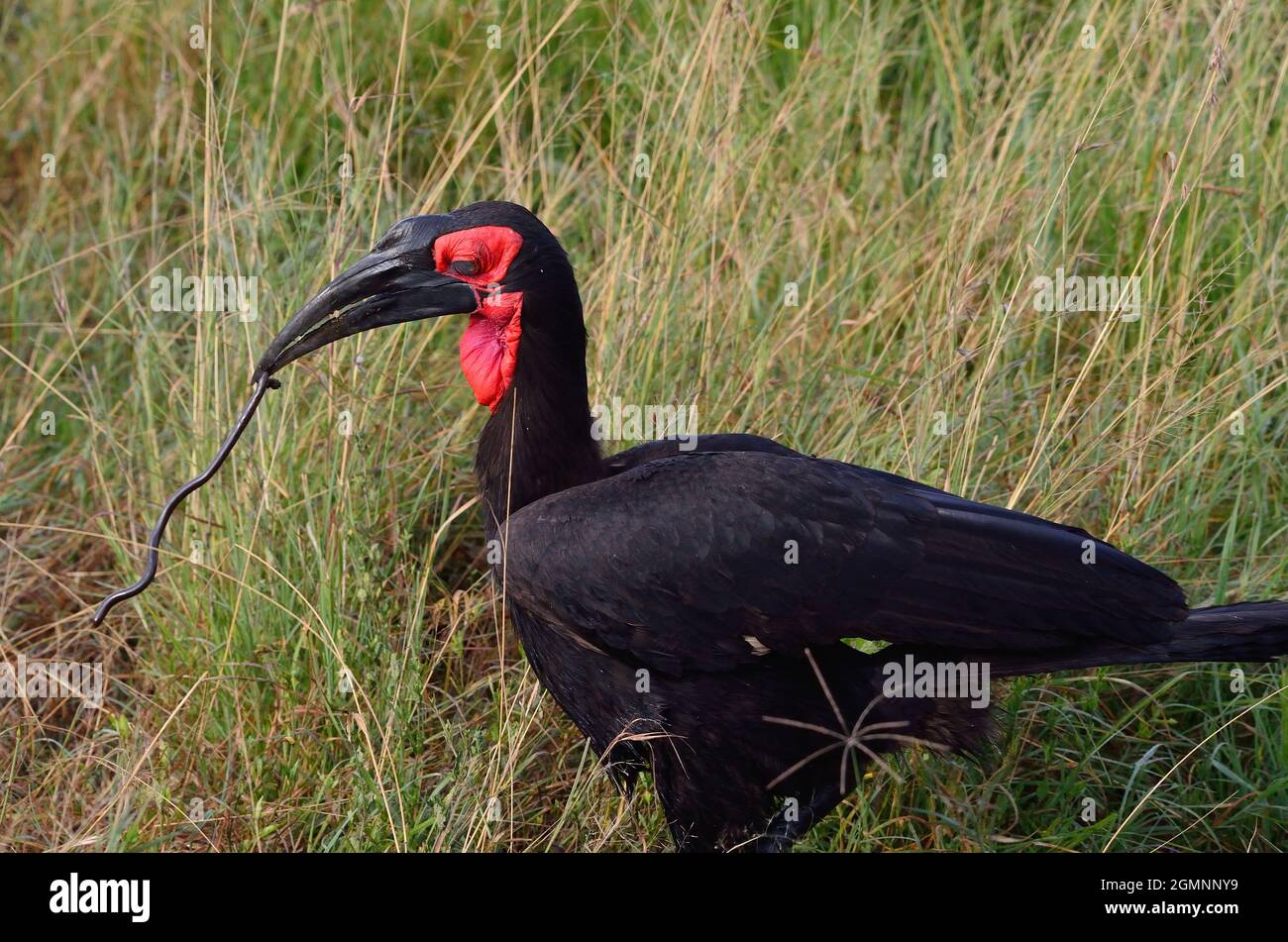 Kaffernhornrabe, Südlicher Hornrabe, mit erbeuteter Schlange, southern ground hornbill, wit snake, Bucorvus leadbeateri, Seronera, Serengeti Stock Photo